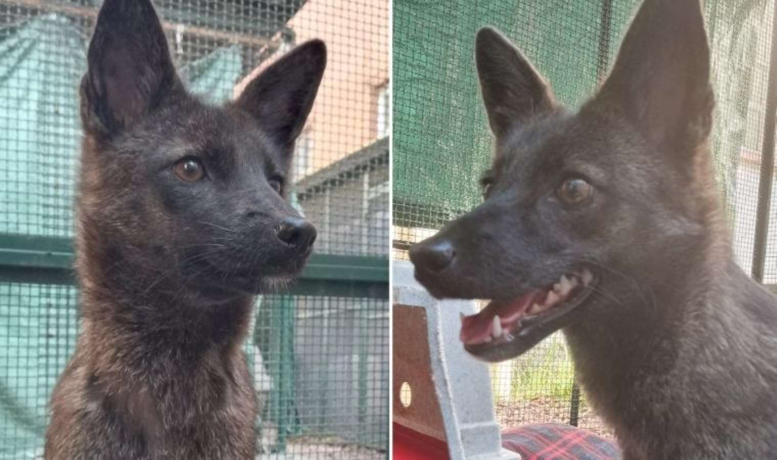 Brezilya'da ilginç keşif; dünyanın ilk tilki-köpek melezi