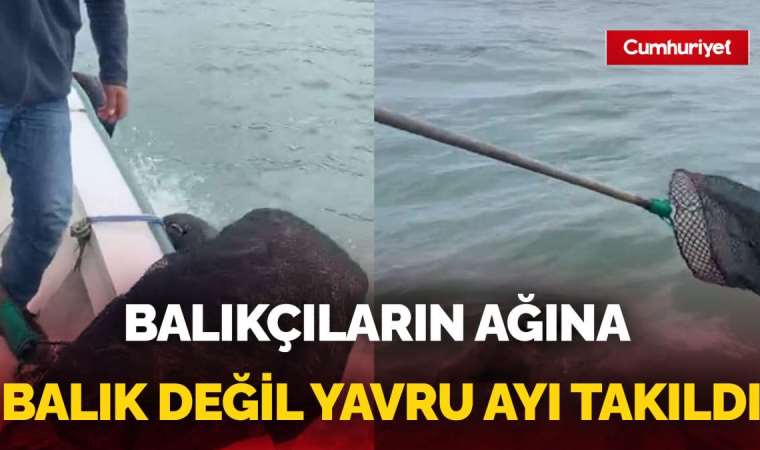 Giresunlu balıkçıların ağına bu kez balık değil yavru ayı takıldı