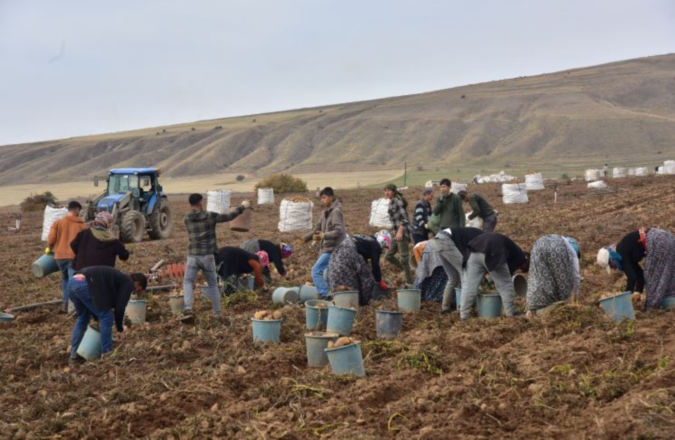 Türkiye’nin patates ambarında hasat başladı: 200 bin ton ürün bekleniyor