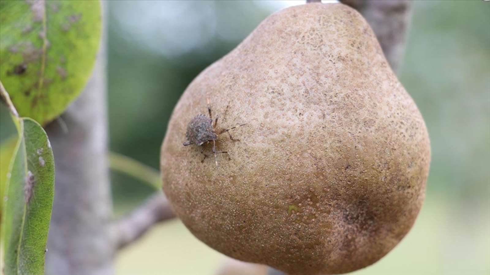 Samsun'da kahverengi kokarca paniği! Acil Eylem Planı Toplantısı yapıldı...