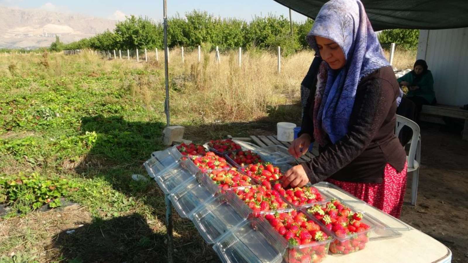 Malatyalı kadın girişimcilerden son hasat: Kilosu 50 lira, siparişlere yetişemiyorlar