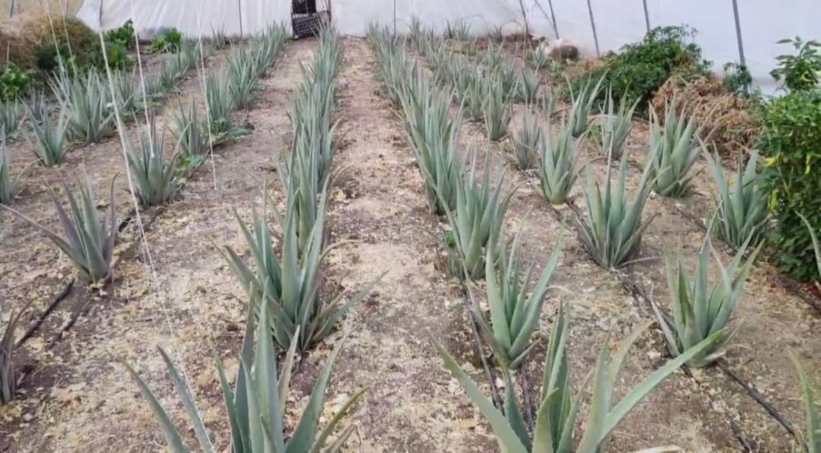 Tabur komutanının önerisiyle ekti: Hakkari'de ilk kez yetiştirildi!