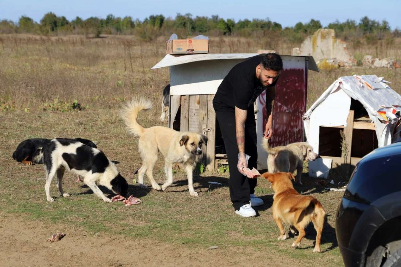 ‘Daha sonra alacağız’ diyerek 80 köpeği boş araziye bıraktılar