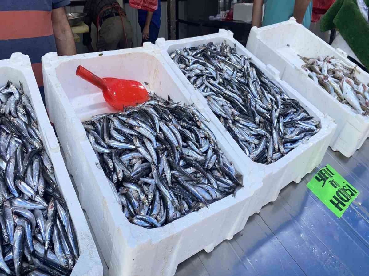 Hamsi, palamut, istavrit... Balık fiyatları el yakıyor!