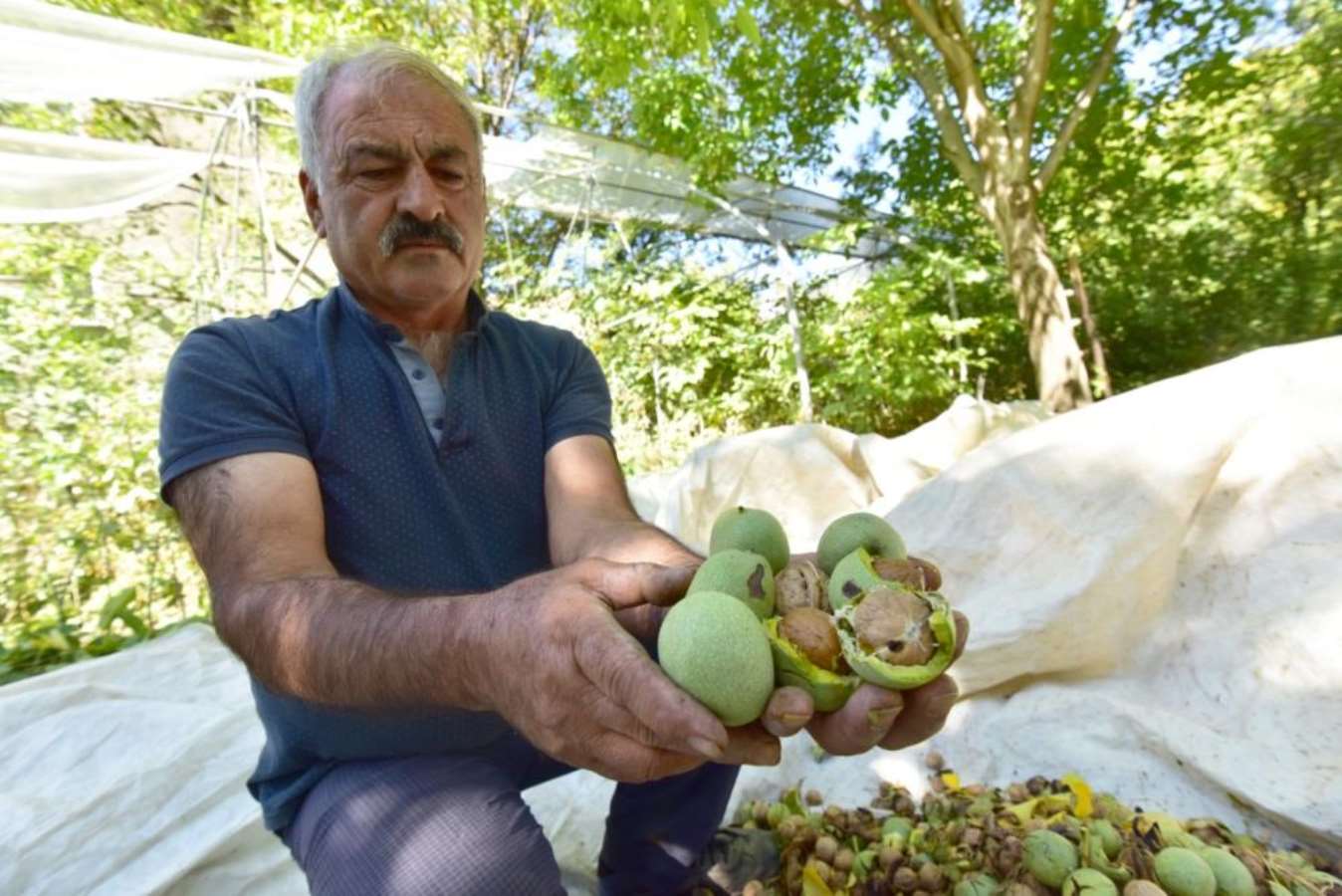 Dünyaca ünlü Adilcevaz cevizinin hasadı başladı: 'Yemek isteyenler ellerini çabuk tutsun'