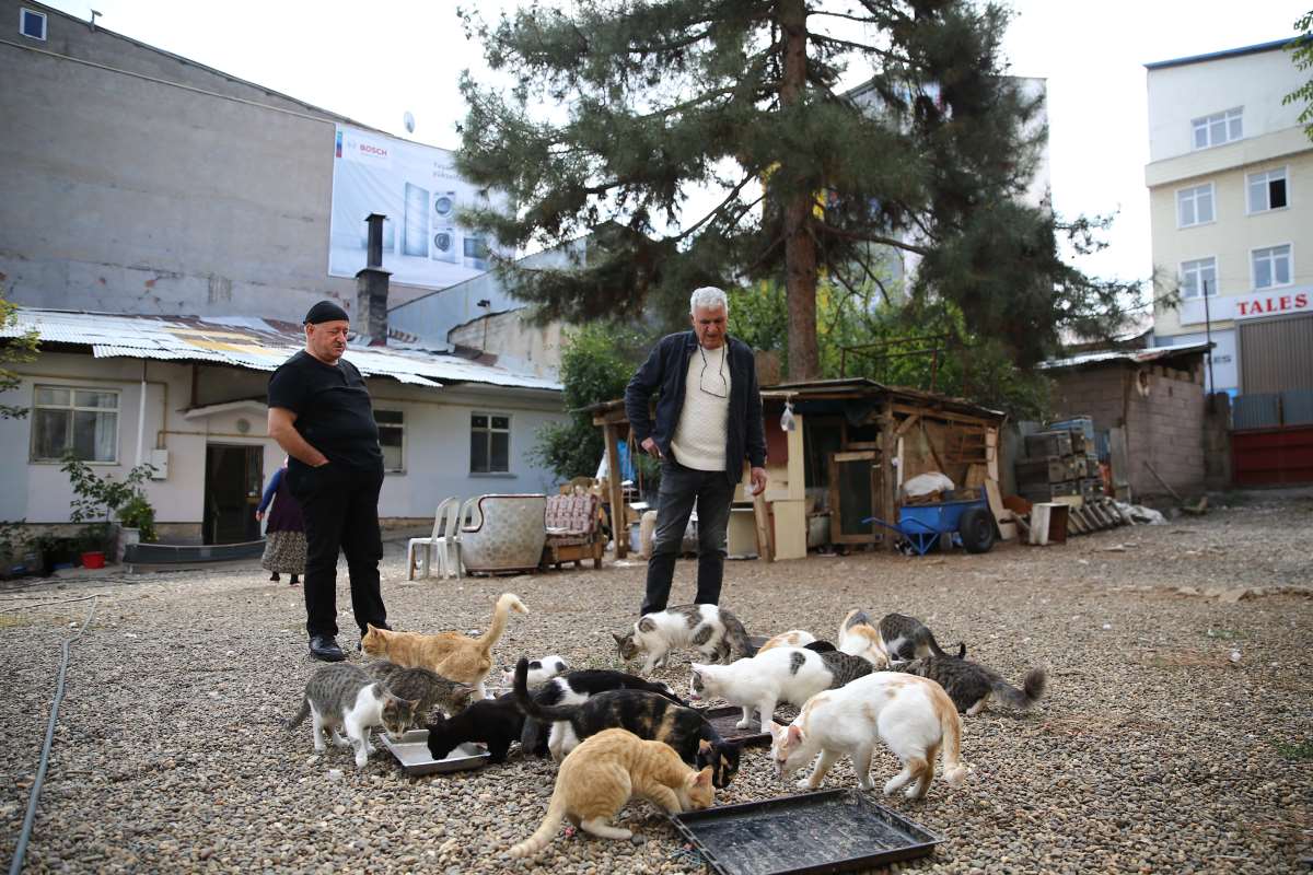 Kedi sevgisi müteahhitlerin tekliflerine 'dur' dedirtti