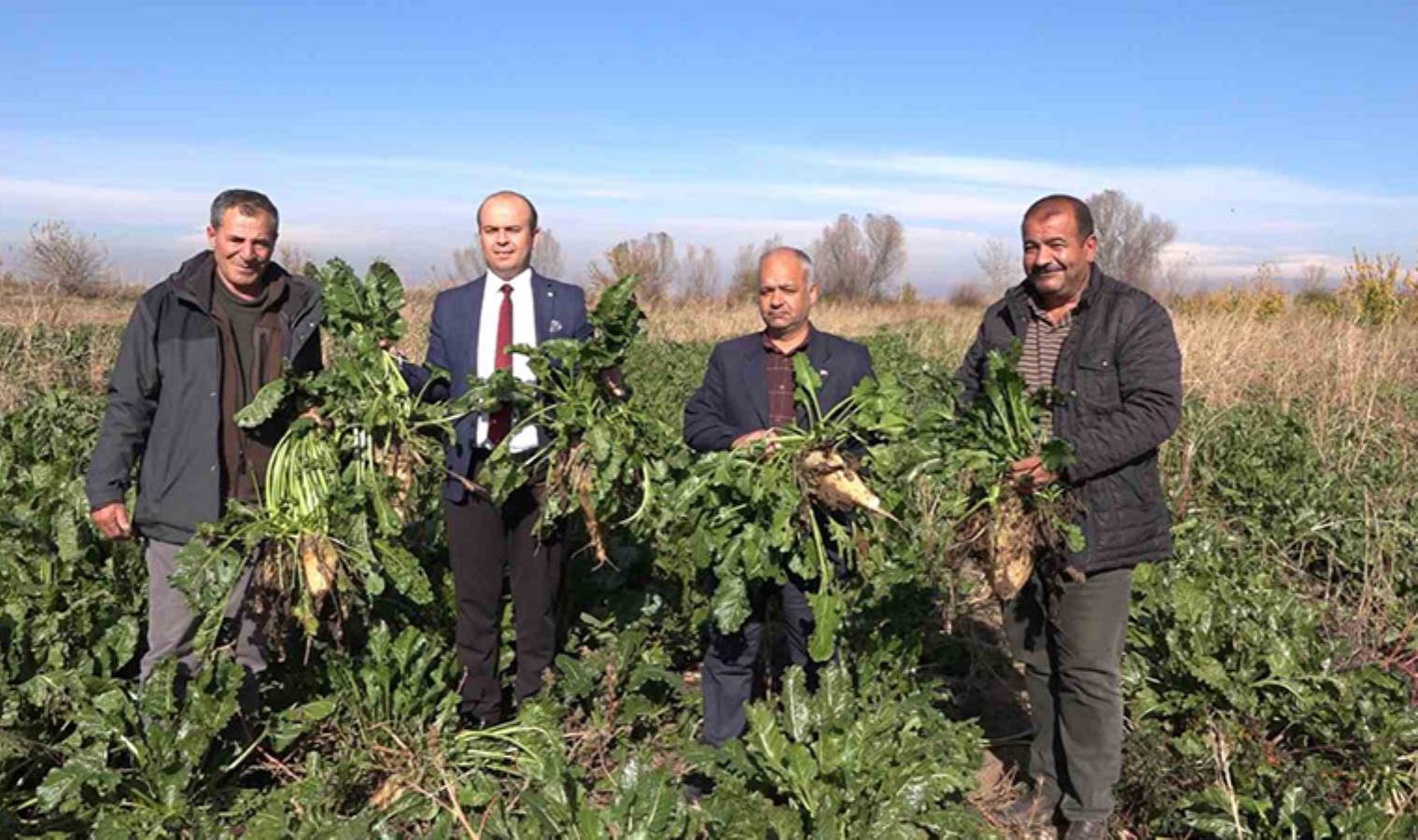 Doğu'nun Çukurova'sında şeker pancarı hasadı başladı