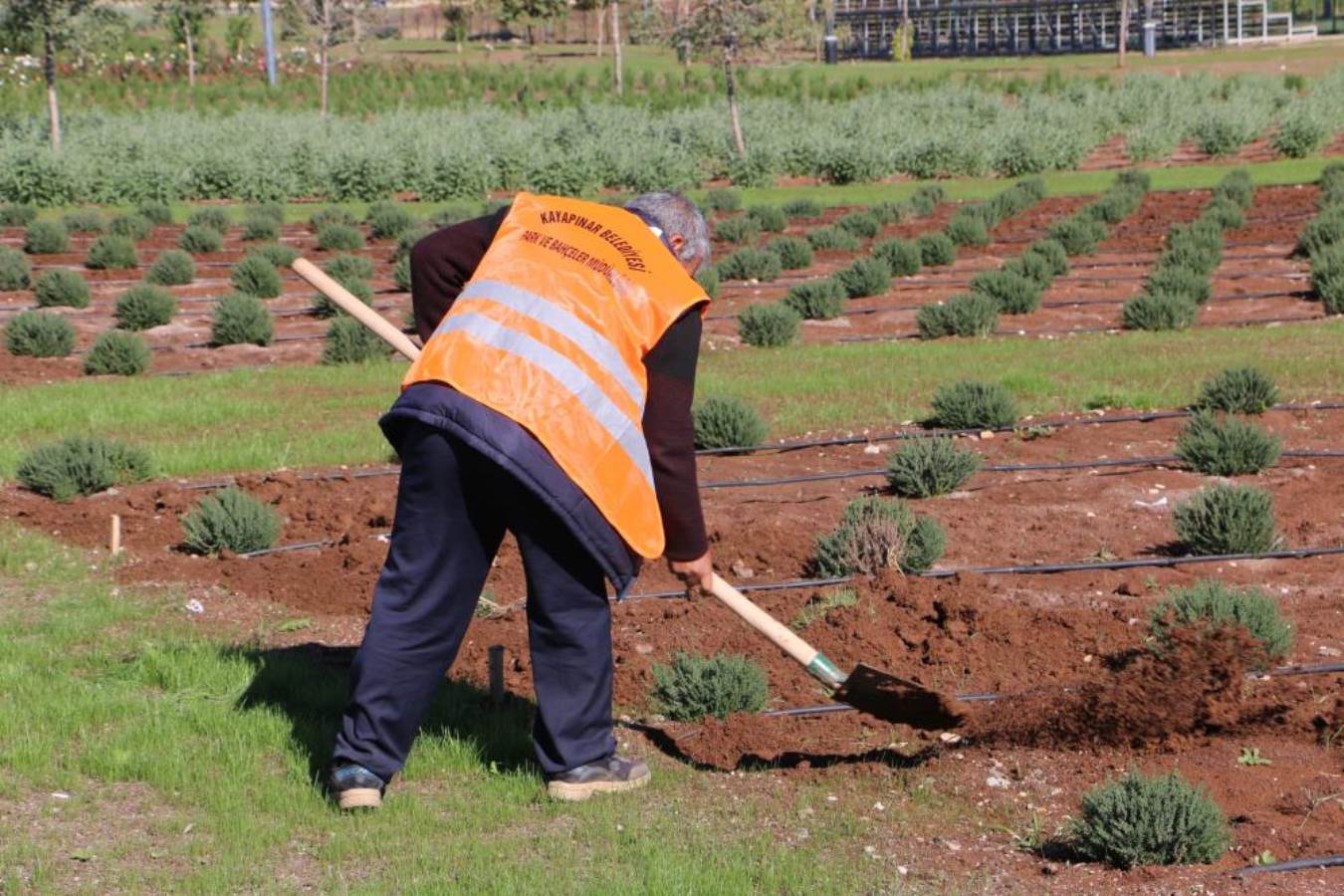 50 bin metrekare alana ekildi, şehre güzel koku yayacak