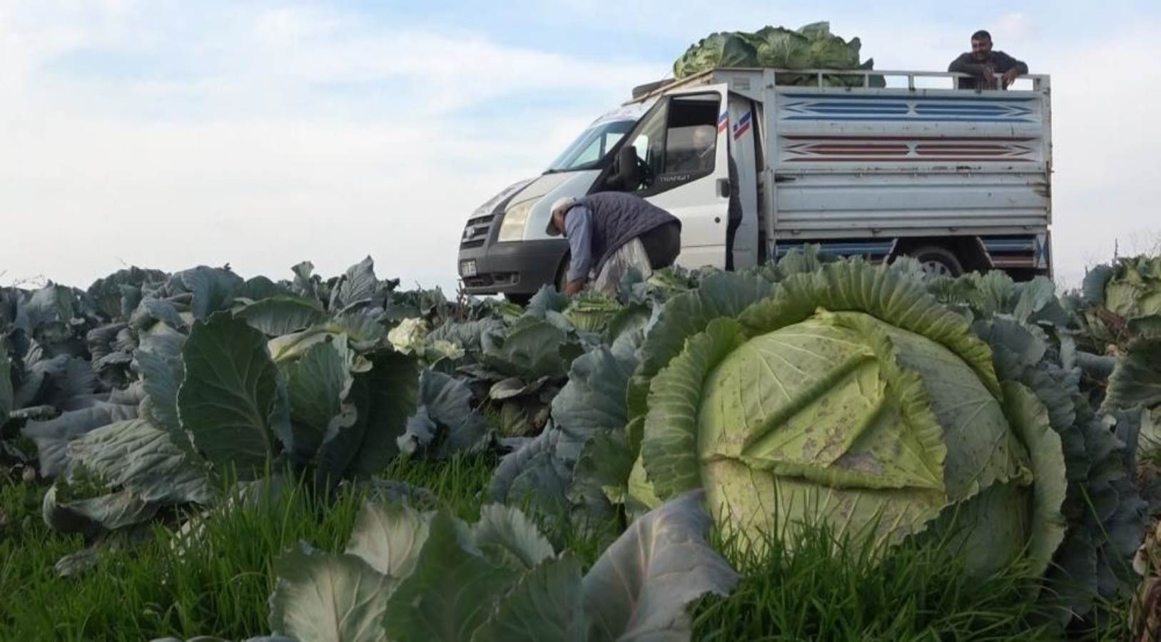 Muş ovasında yetişiyor: Tanesi 60, kilosu 6 lira