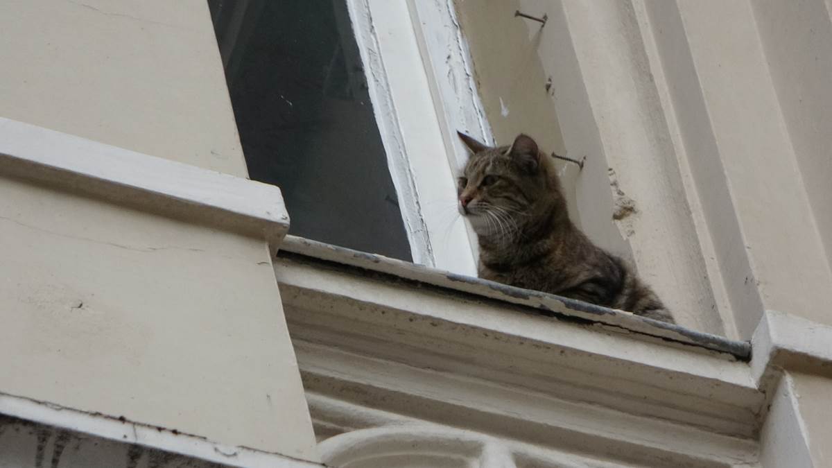 İstiklal Caddesi'nde film gibi 'kedi kurtarma' operasyonu