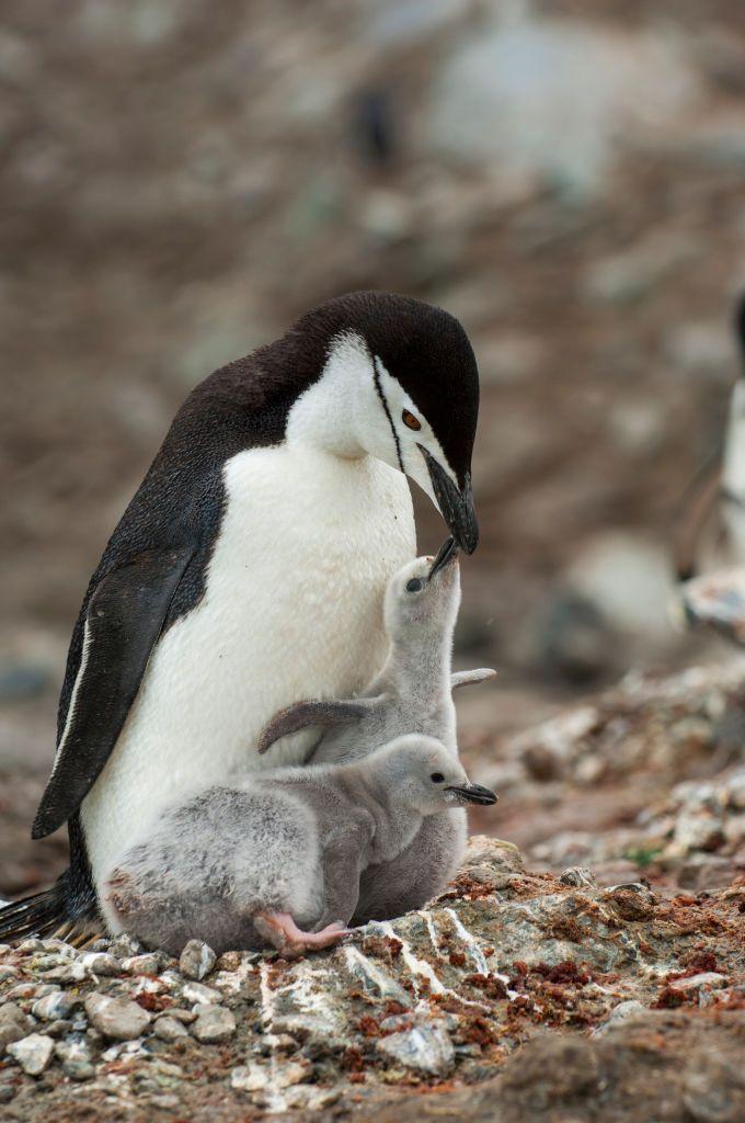 Bazı penguenler yumurtalarını beklerken 'dört saniyelik mikro uykularla dinleniyor'