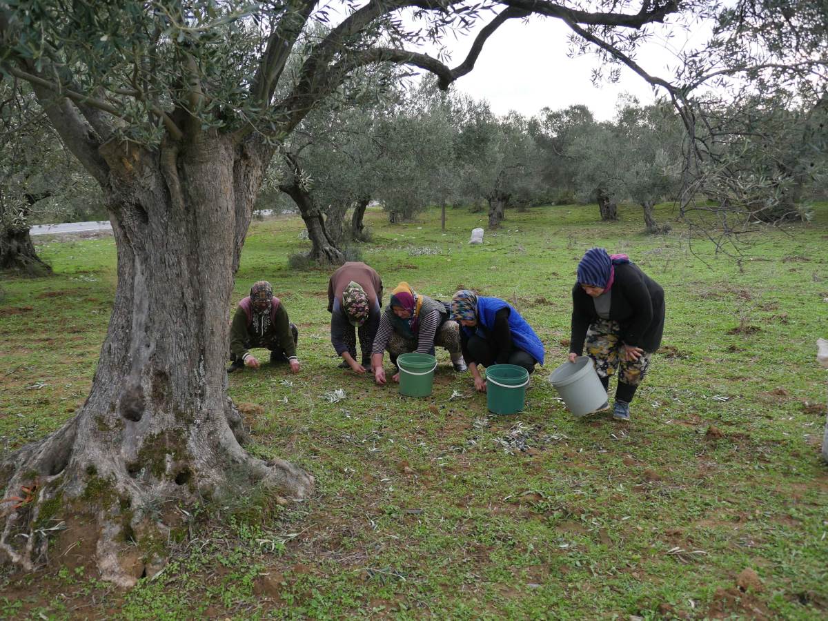 Hasadı bitiren zeytin işçileri kahyayı ağaca bağlayıp tarla sahibinden bahşiş istedi