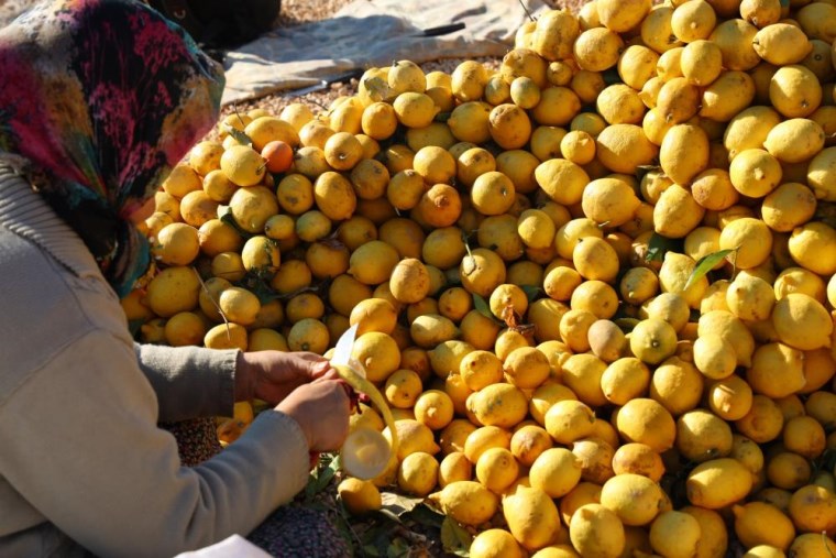 Çamaşır gibi ipe diziyorlar 20 katı pahalıya satıyorlar! Günlük 200 kilo...