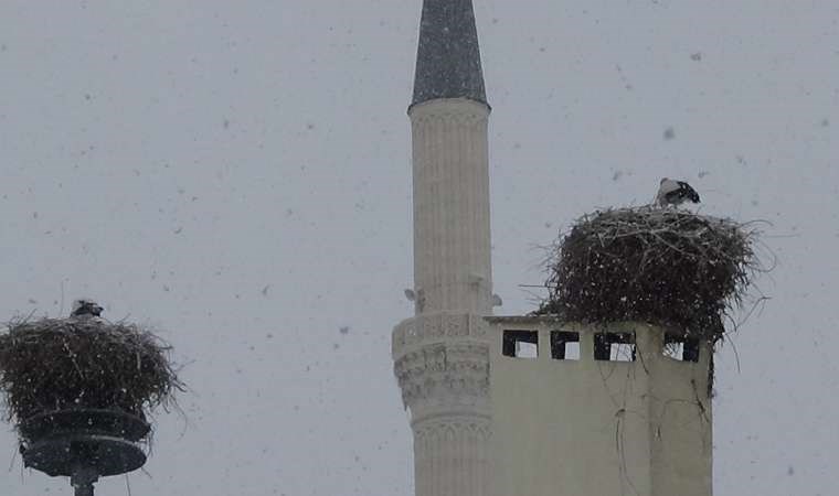 Havaların ısınmasıyla leyleklerin Iğdır'a göçü başladı