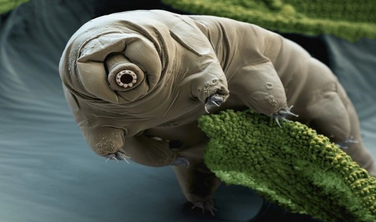 Tardigratlar, radyasyonun hasar verdiği DNA’ları nasıl onarıyor?