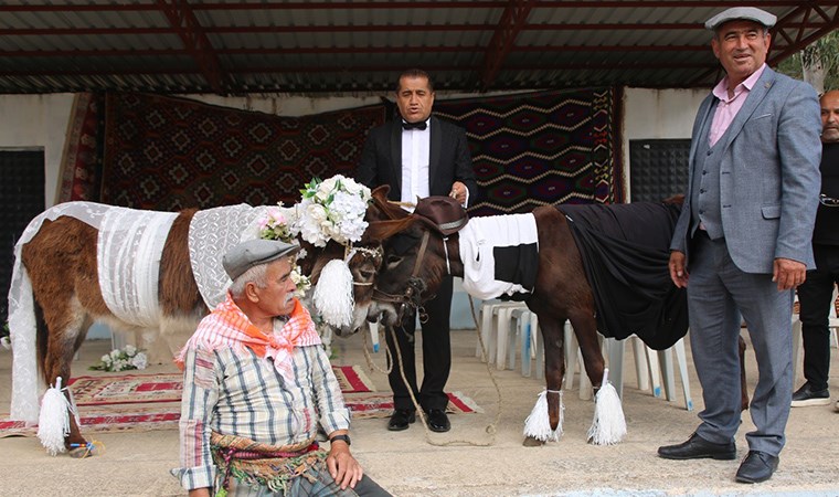 Nesli tükenmesin diye eşeklere sembolik düğün