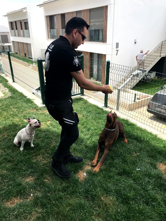 S.I.R K9 Köpek Eğitim Akademisi: Aile İçin Uyum Eğitimi