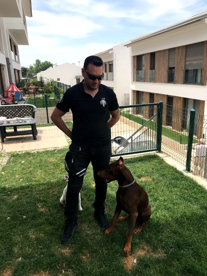 S.I.R K9 Köpek Eğitim Akademisi: Aile İçin Uyum Eğitimi